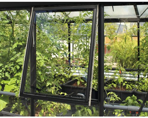 Geöffnetes Fenster eines Gewächshauses mit Pflanzen im Inneren.