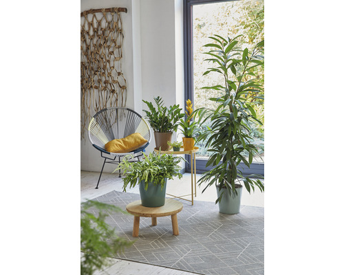 Wohnzimmer mit Stuhl, Teppich und verschiedenen Zimmerpflanzen.