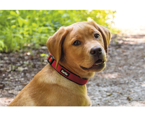Hund mit Halsband der Marke Karlie