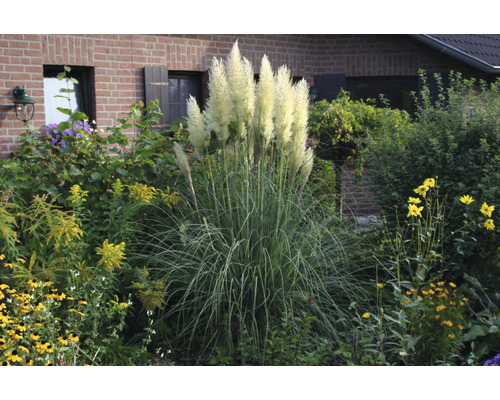 Pampasgras ‘Senior‘ FloraSelf Cortaderia selloana ‘Senior‘ H 20-120 cm Co 3 L