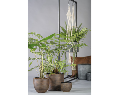 Verschiedene Zimmerpflanzen in Pflanzgefäßen auf einem Tisch