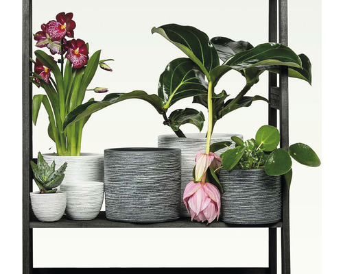 Regal mit verschiedenen Zimmerpflanzen in strukturierten Pflanzgefäßen