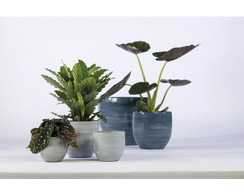 Arrangement verschiedener Zimmerpflanzen in Übertöpfen