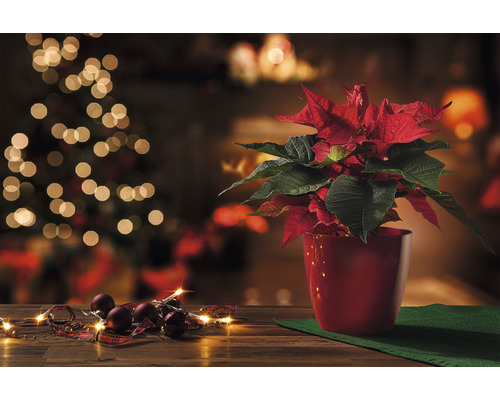 Weihnachtsstern in einem roten Topf mit Weihnachtsschmuck und Lichterkette auf einem Holztisch