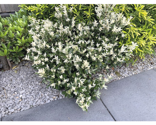 Im Garten wächst ein Strauch mit Blättern.