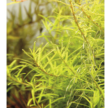 Aquarienpflanze im Detail