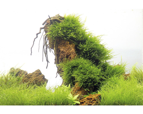 Aquariumdekoration mit Moos auf Stein und Wasserpflanzen