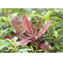 Papageienblatt Red Ruby - Alternanthera reineckii Red Ruby XXL
