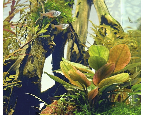Aquarium mit Pflanzen und Fischen