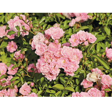 Nahaufnahme von rosa Rosenblüten mit grünen Blättern