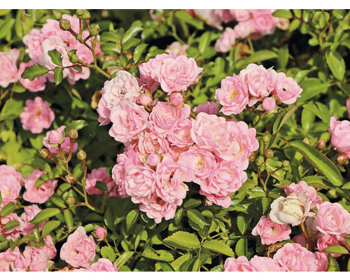Nahaufnahme von rosa Rosenblüten mit grünen Blättern
