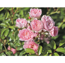 Nahaufnahme einer Gruppe rosa Rosen im Garten