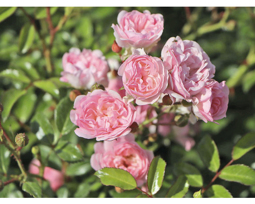 Nahaufnahme einer Gruppe rosa Rosen im Garten