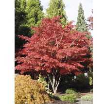 Roter Fächerahorn Acer palmatum 'Atropurpureum' H 60-80 cm Co 6,5 L-thumb-4