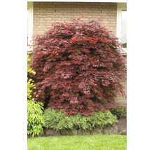 Roter Fächerahorn Acer palmatum 'Atropurpureum' H 60-80 cm Co 6,5 L-thumb-6