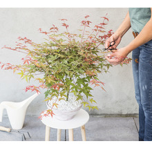Japanischer Schlitzahorn Acer palmatum 'Beni Maiko' H 25-30 cm Schale 23 cm-thumb-4