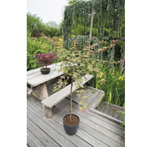 Japanischer Schlitzahorn Acer palmatum 'Beni Maiko' Stamm H 90 cm Co 6,5 L-thumb-0