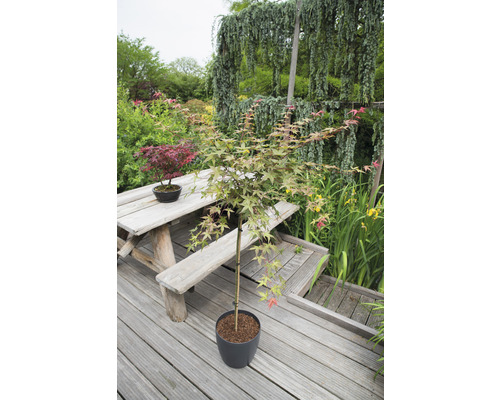 Japanischer Schlitzahorn Acer palmatum 'Beni Maiko' Stamm H 90 cm Co 6,5 L-0