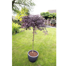 Dunkelroter Schlitzahorn Acer palmatum 'Garnet' Halbstamm 90 cm Co 6,5 L