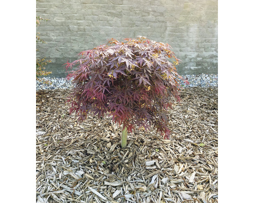Japanischer Ahorn mit rundlicher Krone im Gartenbeet