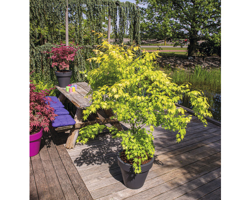 Japanischer Ahorn im Topf auf einer Holzterrasse mit Gartentisch und Teich