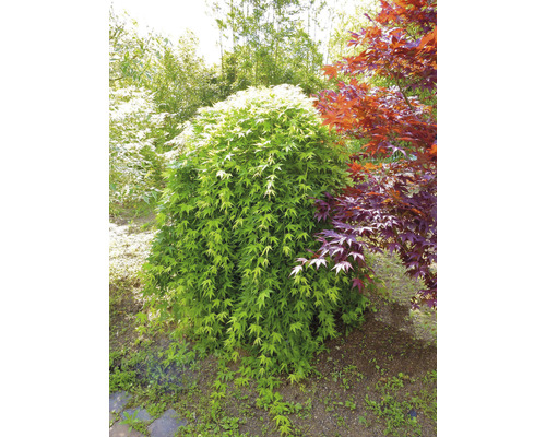 Japanischer Ahorn im Garten