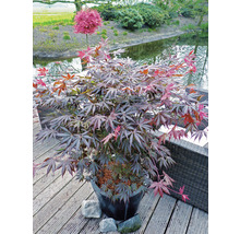 Fächerahorn Acer palmatum 'Trompenburg' H 50-60 cm Co 3 L-thumb-4