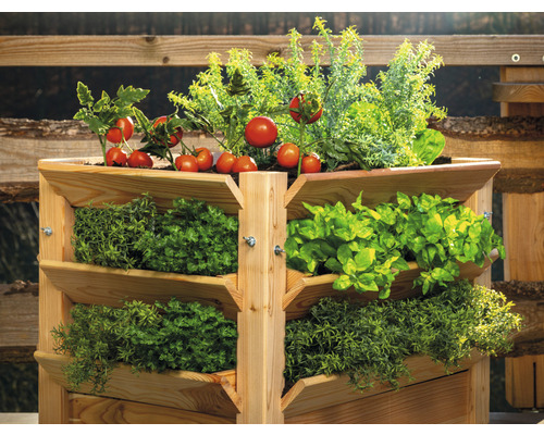 Hochbeet aus Holz mit Tomaten und Kräutern