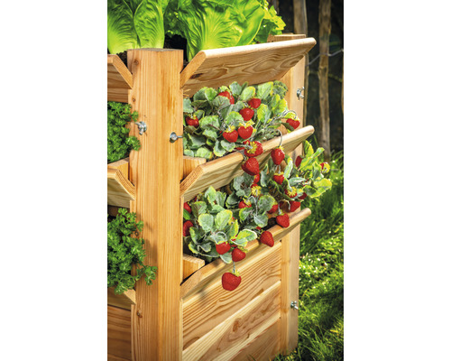 Hochbeet aus Holz mit Erdbeeren und Salat