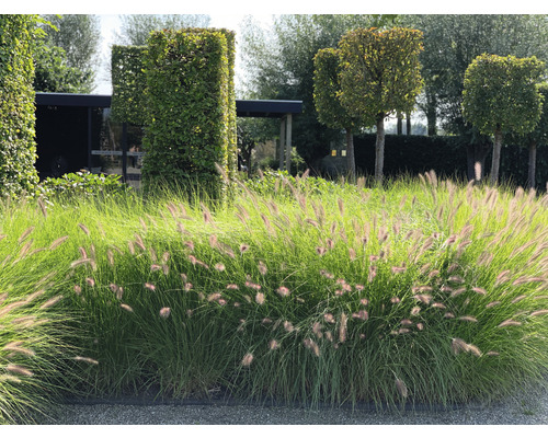 Lampenputzergras FloraSelf Pennisetum alopecuroides 'Red Head' 20-60 cm Co 6 L Landschaftsbild mit Ziergräsern und geschnittenen Bäumen im Garten