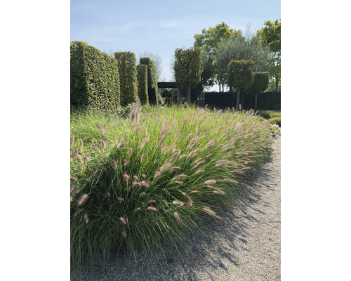 Garten mit Ziergräsern und Buchsbaumhecken