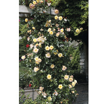 Kletterrose mit gelben Blüten an einer Pergola