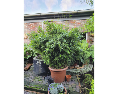 Bambuspflanze im Topf im Garten.