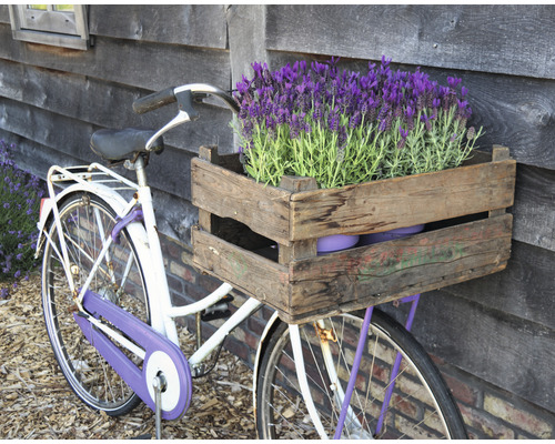 Fahrrad mit Holzkiste und Lavendelblüten