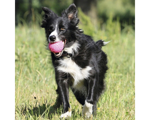 Border Collie mit einem Ball auf einer Wiese