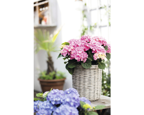 Rosa Hortensie in einem geflochtenen Topf auf einem Holztisch