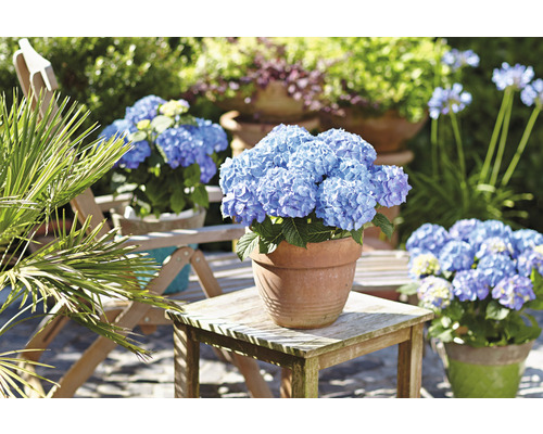 Blau blühende Hortensien in Tontöpfen auf Gartentisch und Stuhl