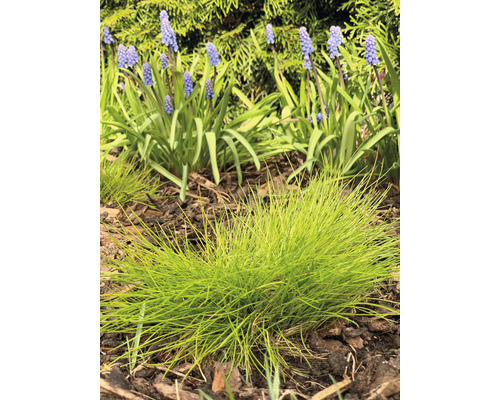 Rasen-Schmiele FloraSelf Deschampsoa flexuosa 'AmiLime' H 5-15 cm Co 0,5 L Szene mit Büschelgras und Traubenhyazinthen in einem Gartenbeet