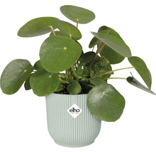 Blumentopf Elho Kunststoff 9,3 x 9,3 x 8,8 cm grün
