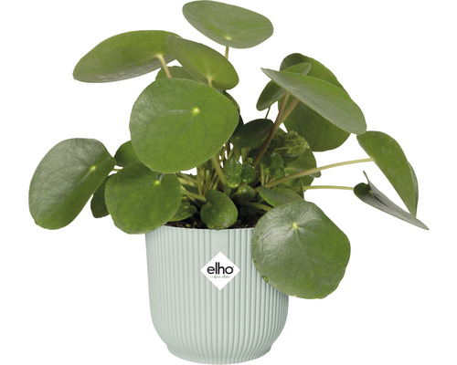 Runder Blumentopf Aus Kunststoff – Mint, 13 Cm, Mit Entwässerungsloch