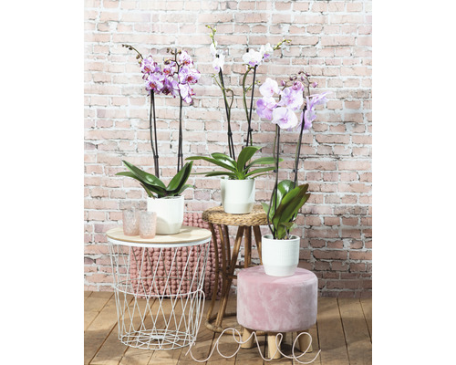 Dekorative Orchideen in Töpfen auf Beistelltischen vor einer Ziegelwand