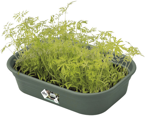 Anzuchtkasten mit Dillpflanzen