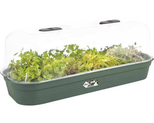 Anzuchtkasten mit transparenter Haube und Pflanzen