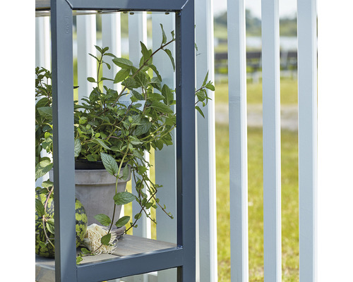 Pflanzenregal mit Kräutern im Topf