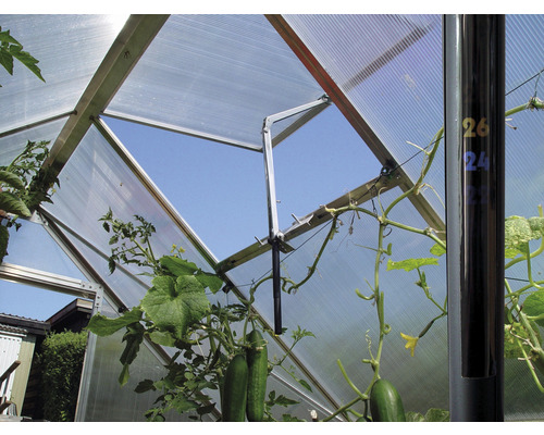 Innenansicht eines Gewächshauses mit Polycarbonatplatten und wachsenden Gurkenpflanzen