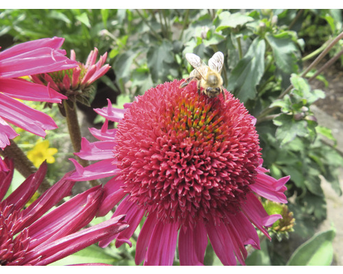 Nahaufnahme einer Biene auf einer rosafarbenen Kegelblume
