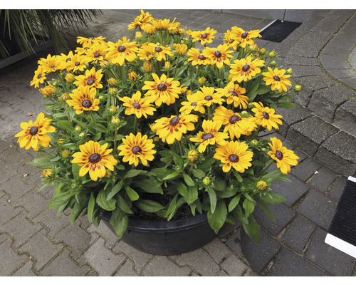 Strahlende Rudbeckia in einem Pflanzgefäß