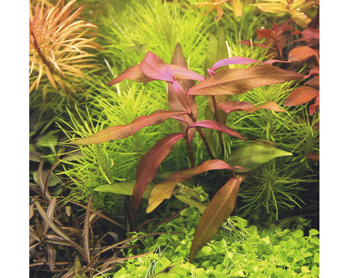 Aquarienpflanzen mit grünen und rötlichen Blättern im Detail