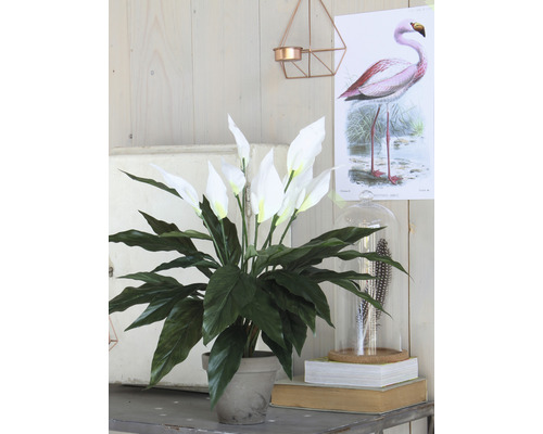 Friedenslilie im Topf als Dekoration auf einem Tisch