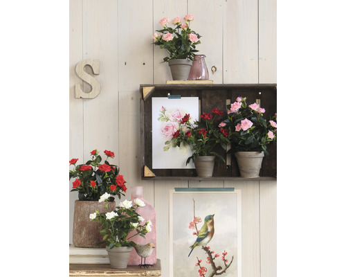 Dekorative Zimmerrosen in Töpfen auf einem Regal vor einer Holzvertäfelung